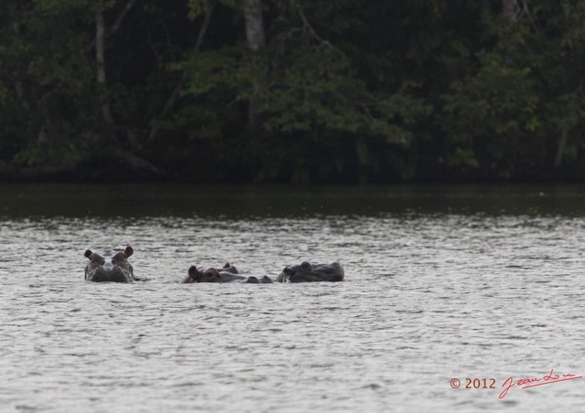 214 LOANGO Inyoungou Lagune Ngove Hippopotame Hippopotamus amphibius 12E5K2IMG_79519wtmk.jpg